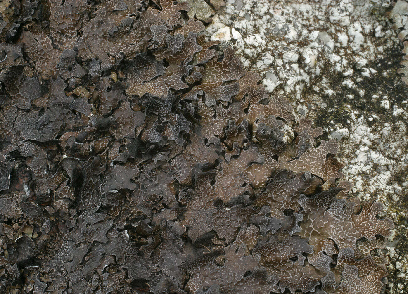 Image of shield lichen