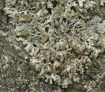 Image of Powder-headed tube lichen