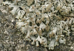 Image of Powder-headed tube lichen