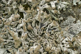 Image of Powder-headed tube lichen