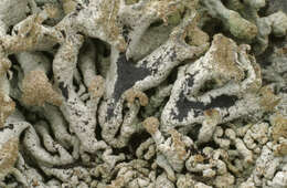 Image of Powder-headed tube lichen