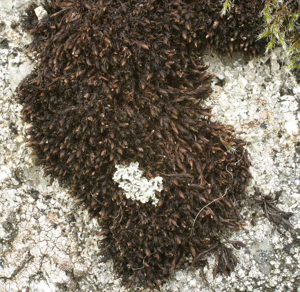 Image of Roth's andreaea moss