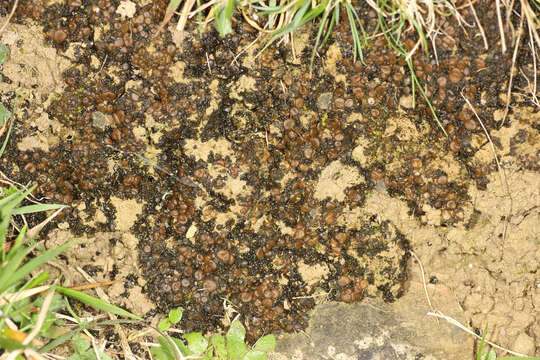 Image of soil jelly lichen