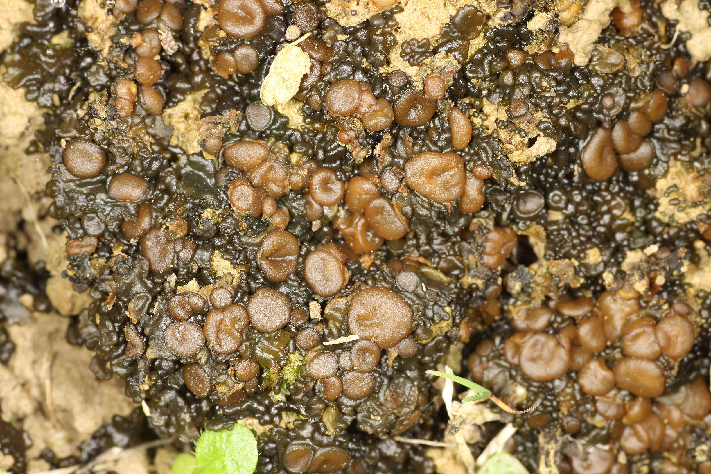 Image of soil jelly lichen