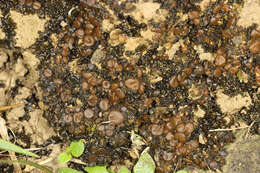 Image of soil jelly lichen