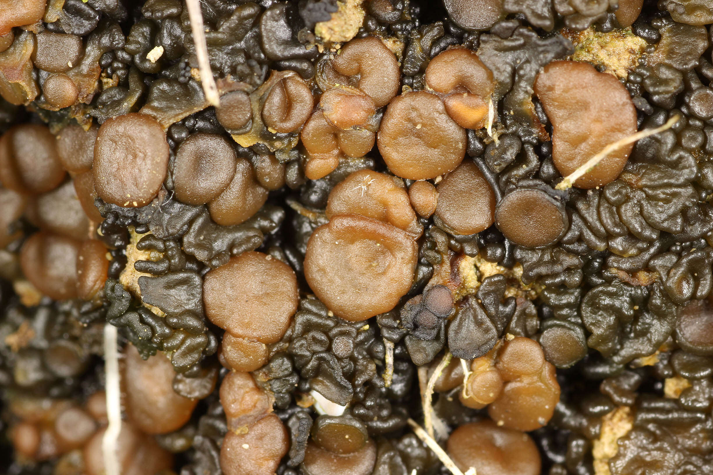 Image of soil jelly lichen