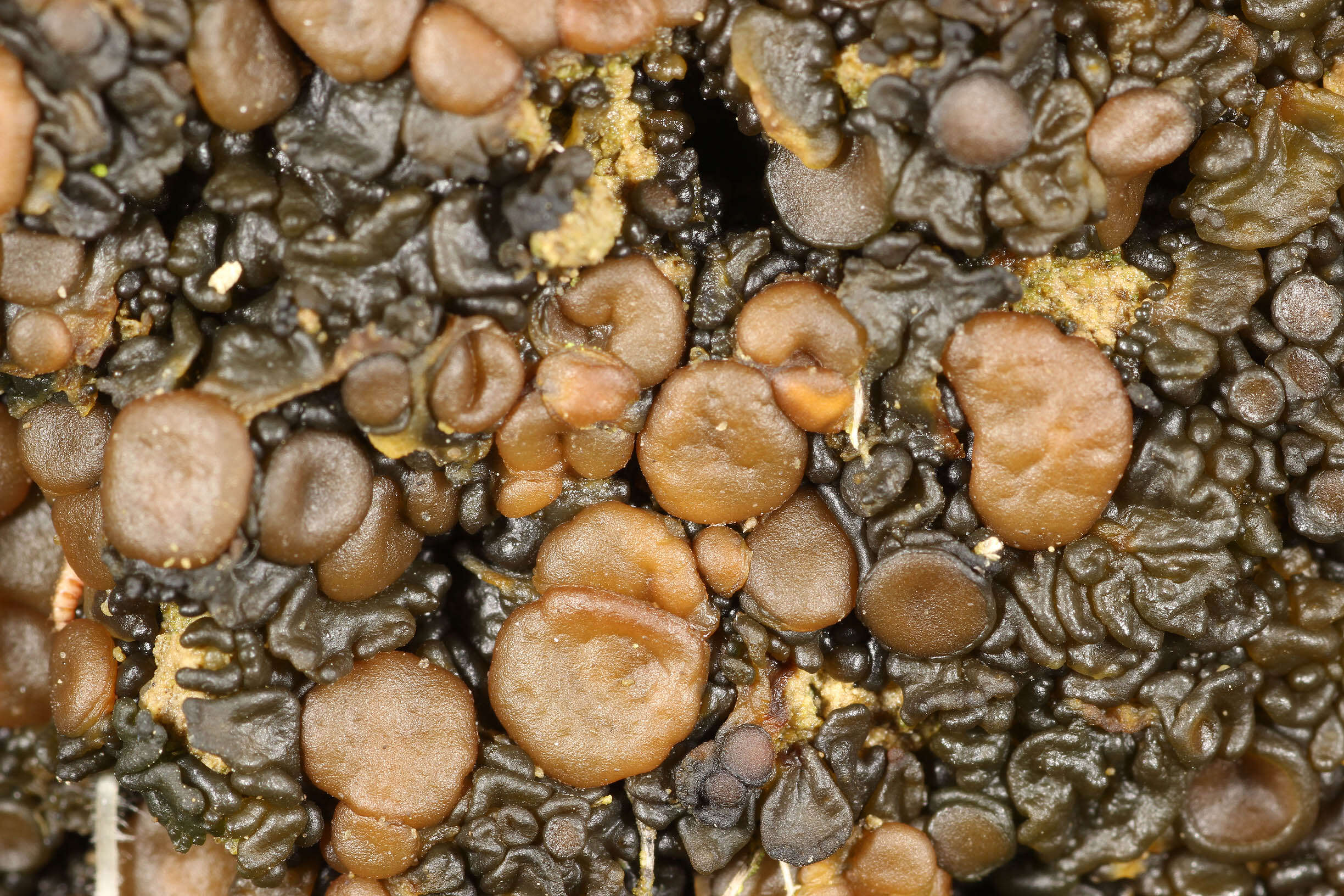 Image of soil jelly lichen