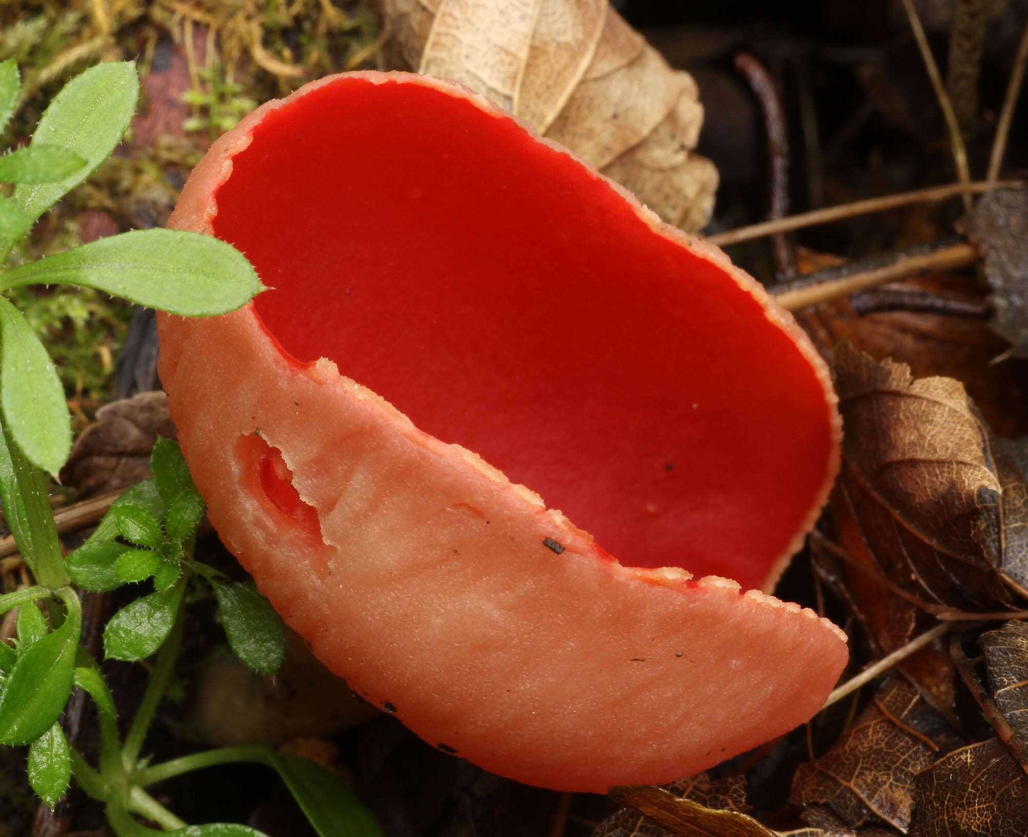 Image of scarlet cup