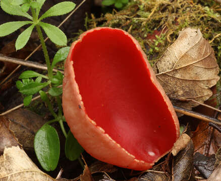 Image of scarlet cup