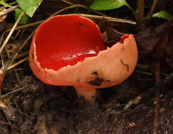 Image of scarlet cup