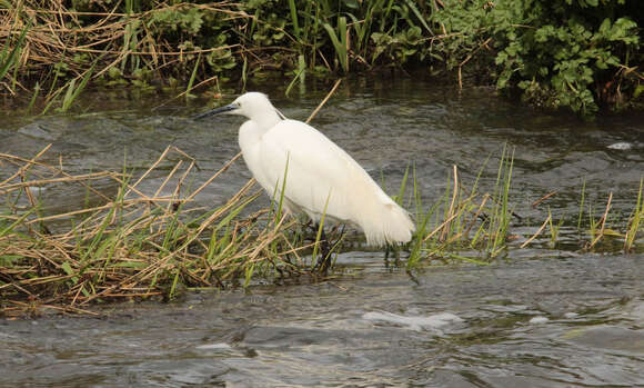 Image of Little Egret