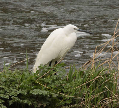 Image of Little Egret