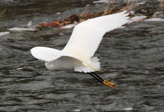 Image of Little Egret