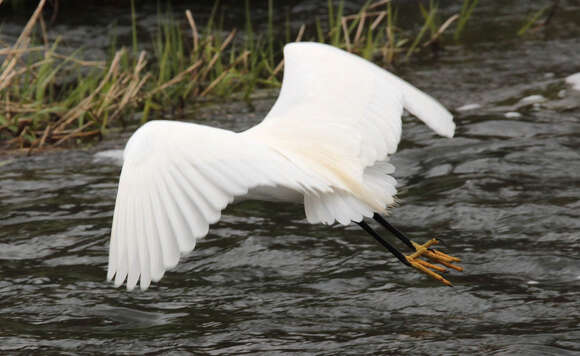 Image of Little Egret