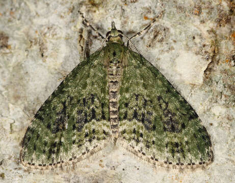 Image of yellow-barred brindle