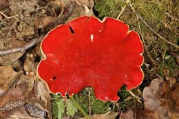 Image of scarlet cup