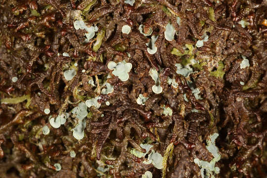 Image of Clam lichens