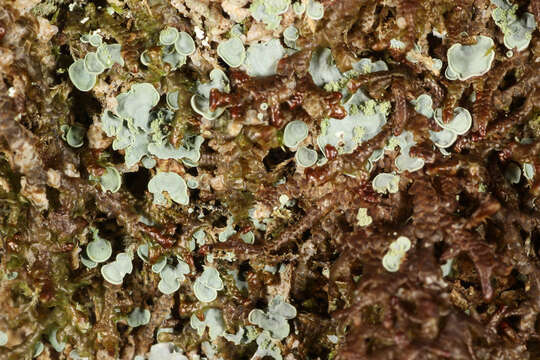 Image of Clam lichens