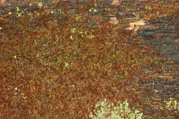 Image of liverworts