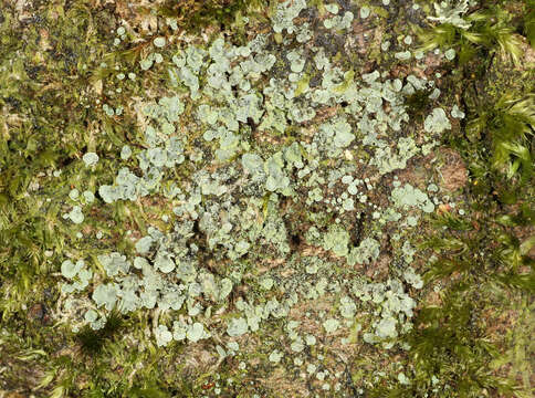 Image of Clam lichens