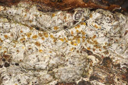 Image of cryptolechia lichen