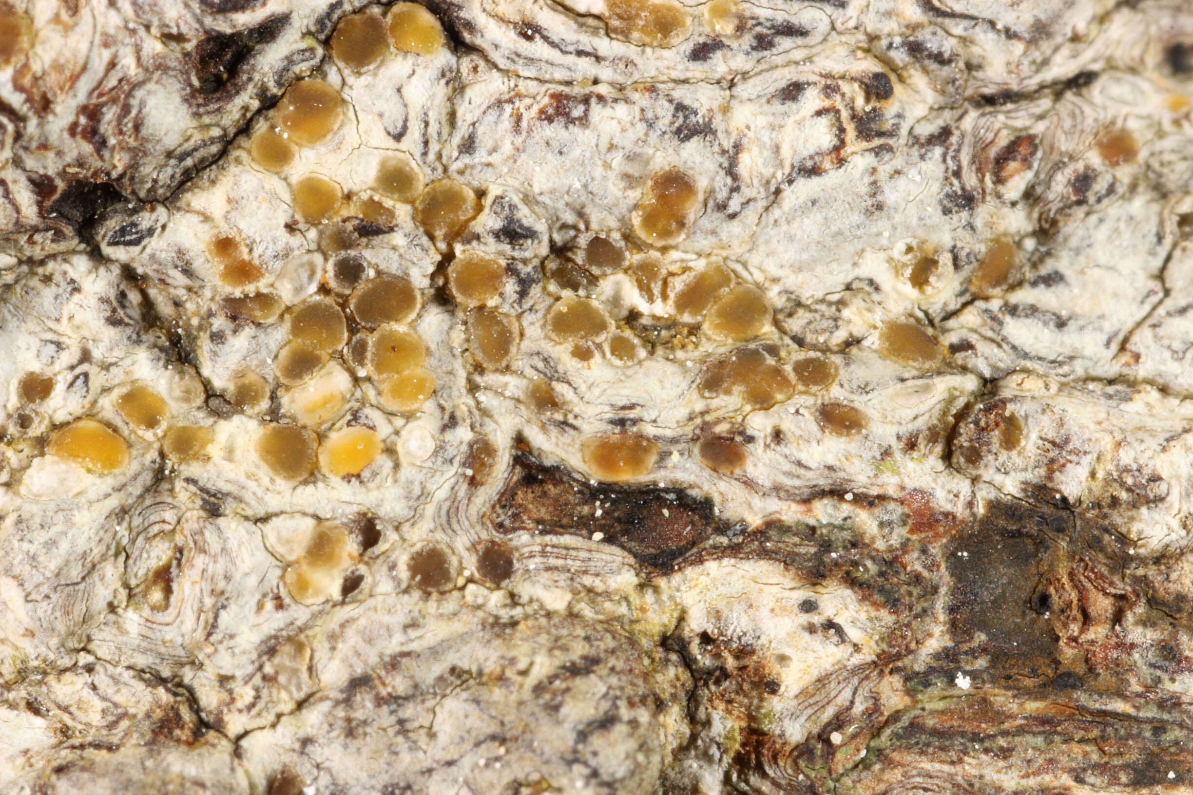 Image of cryptolechia lichen