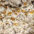 Image of cryptolechia lichen