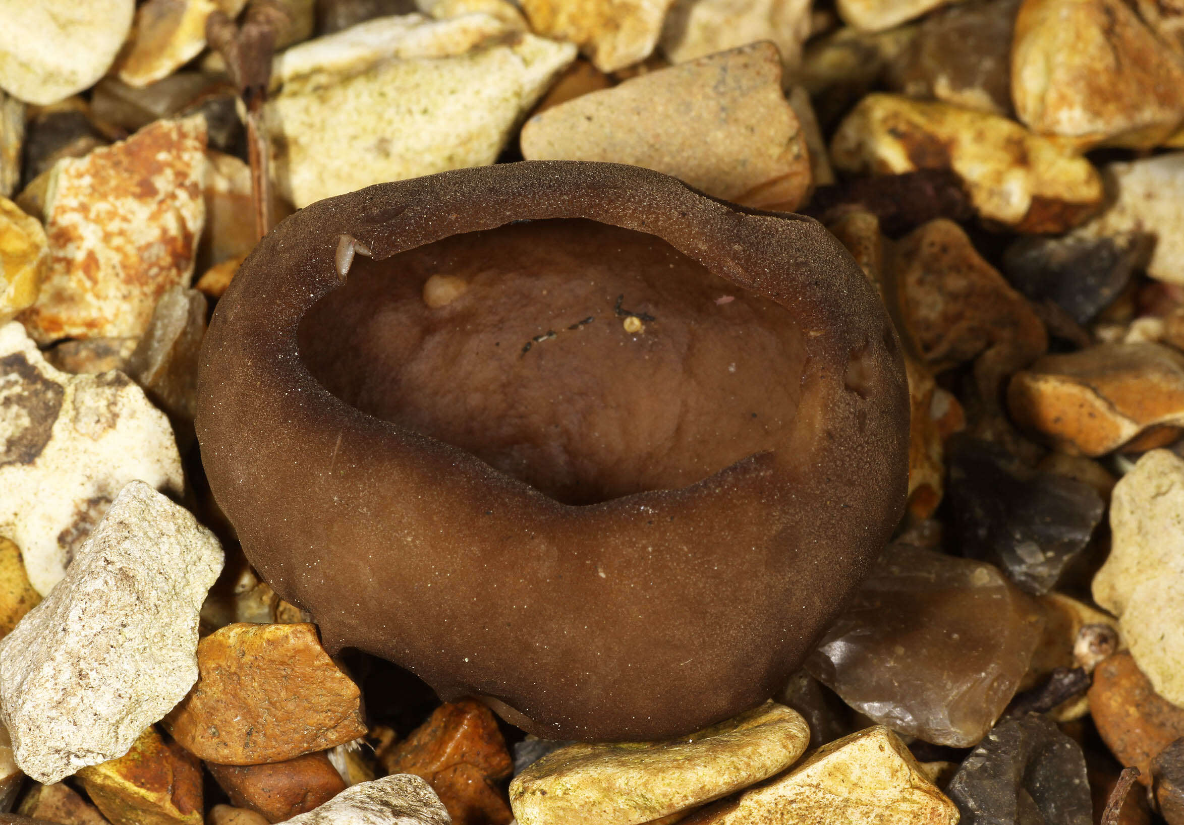 Image of cabbage leaf Helvella