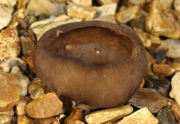 Image of cabbage leaf Helvella