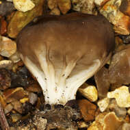 Image of cabbage leaf Helvella