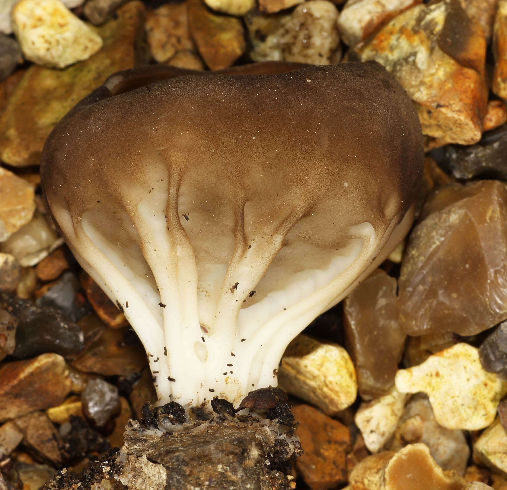 Image of cabbage leaf Helvella