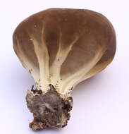 Image of cabbage leaf Helvella