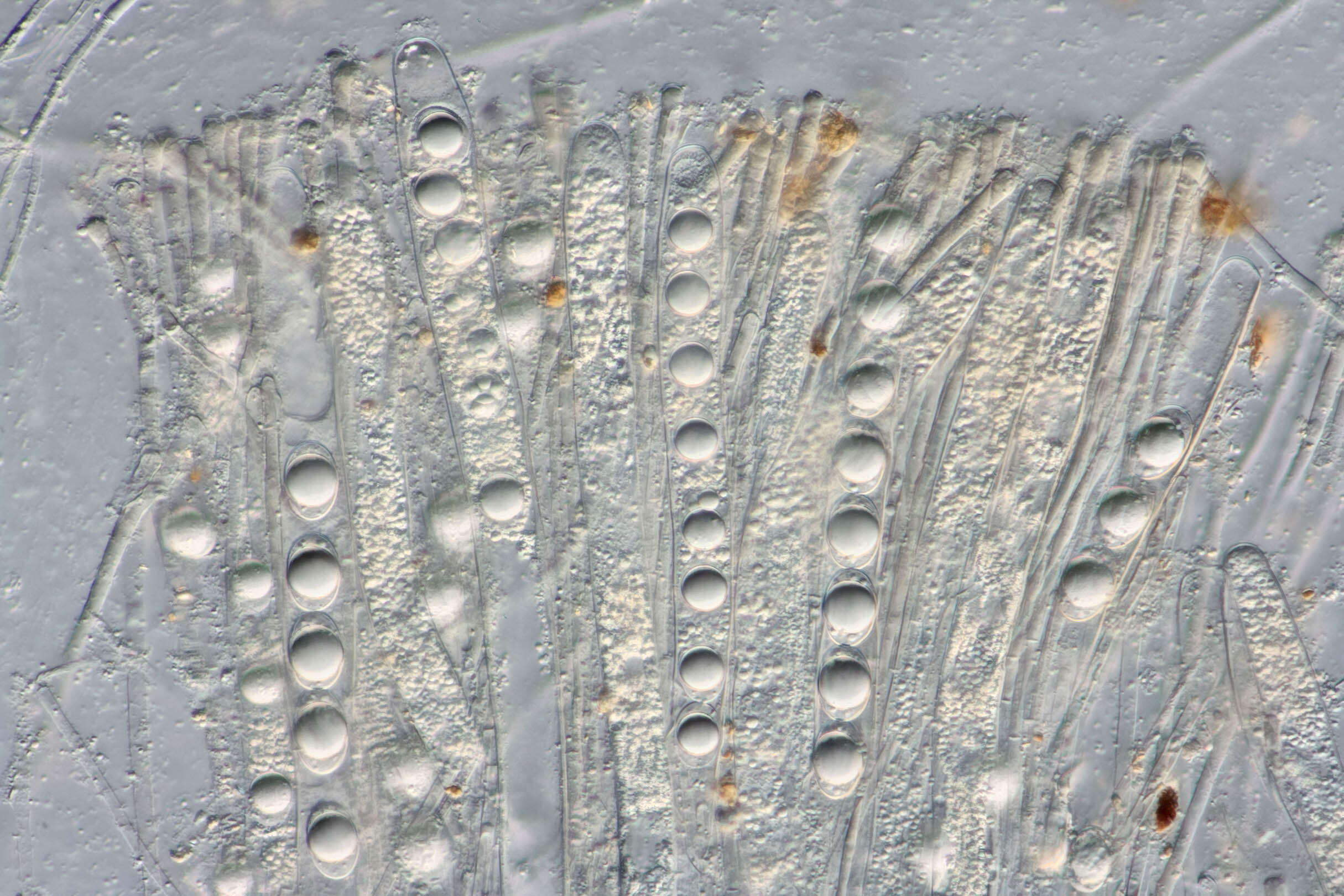 Image of cabbage leaf Helvella