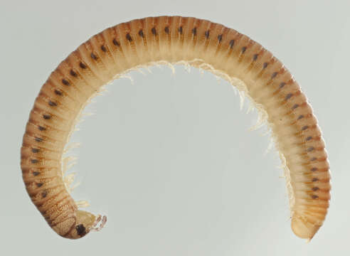 Image of Blunt-tailed Snake Millipede