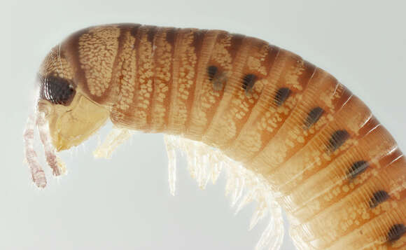 Image of Blunt-tailed Snake Millipede