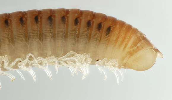 Image of Blunt-tailed Snake Millipede