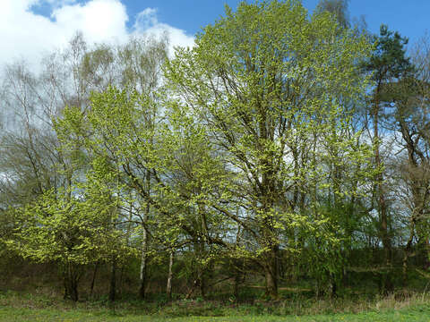 Image of Wych elm