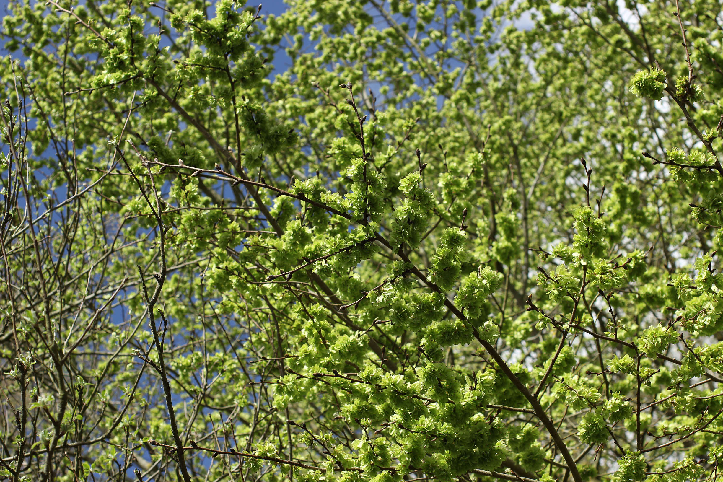 Image de Orme de montagne