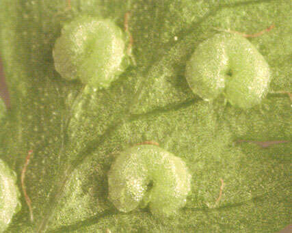 Imagem de Dryopteris carthusiana (Vill.) H. P. Fuchs