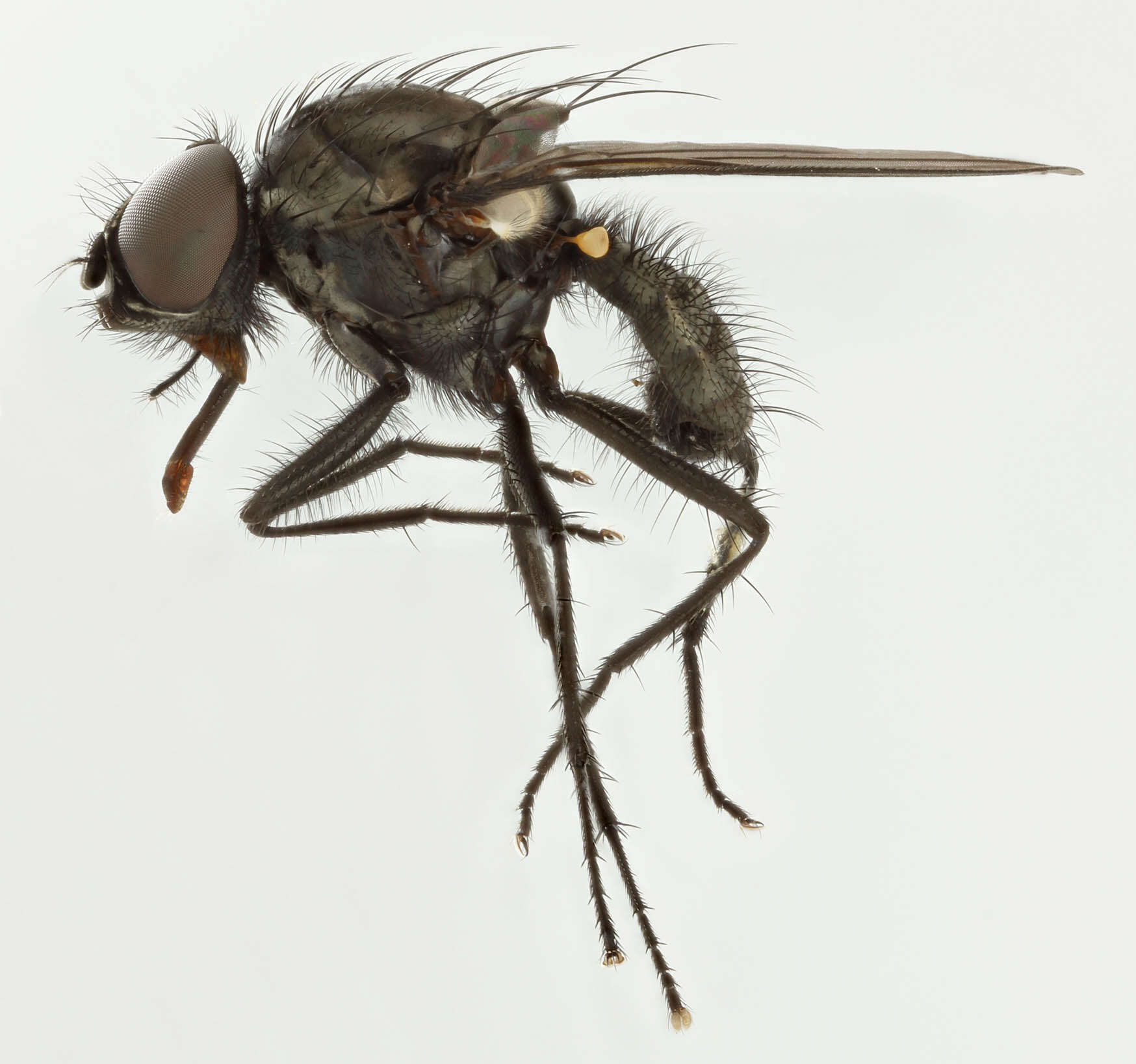 Image of Pegoplata aestiva (Meigen 1826)