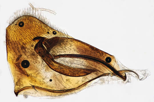 Image of Eutanyacra crispatoria (Linnaeus 1758)