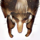 Image of Egle rhinotmeta (Pandelle 1900)