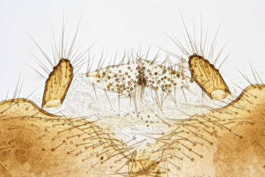 Image of Eutanyacra crispatoria (Linnaeus 1758)