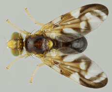 Image of Celery Fly