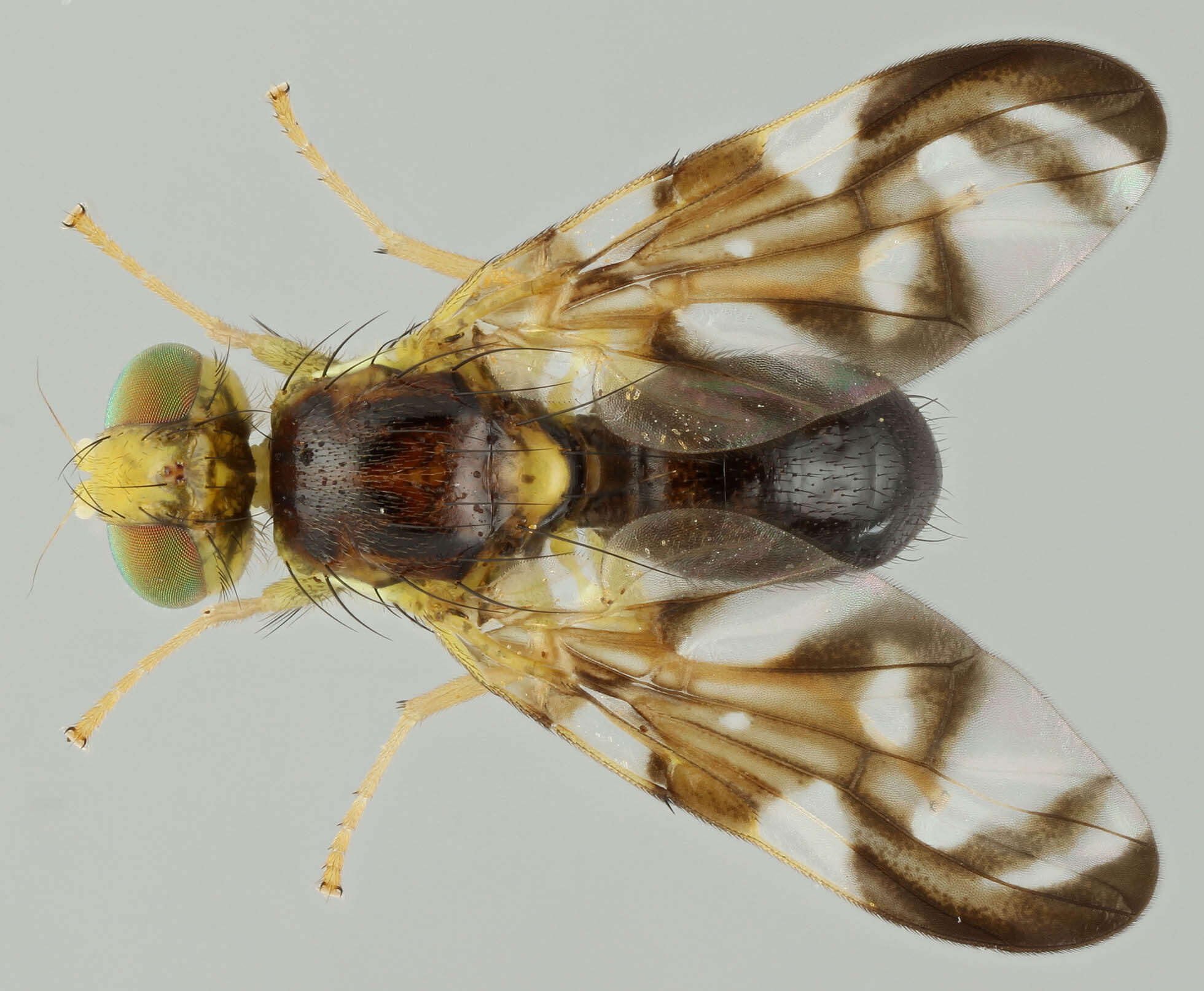 Image of Celery Fly