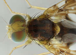 Image of Celery Fly