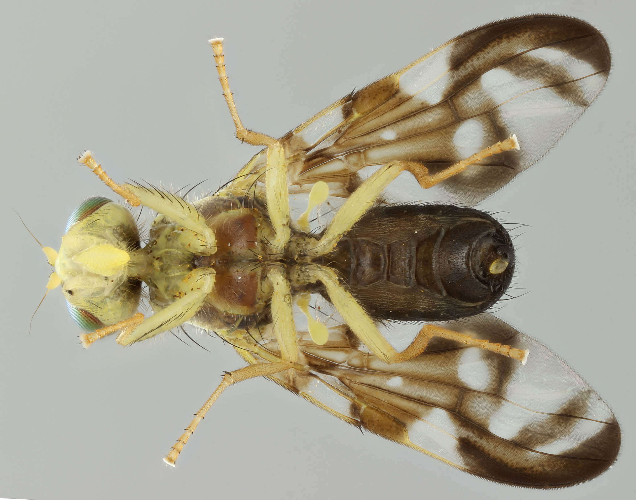 Image of Celery Fly