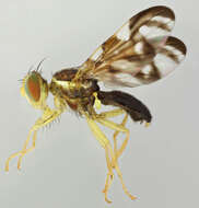 Image of Celery Fly