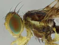 Image of Celery Fly