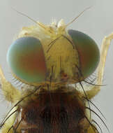 Image of Celery Fly